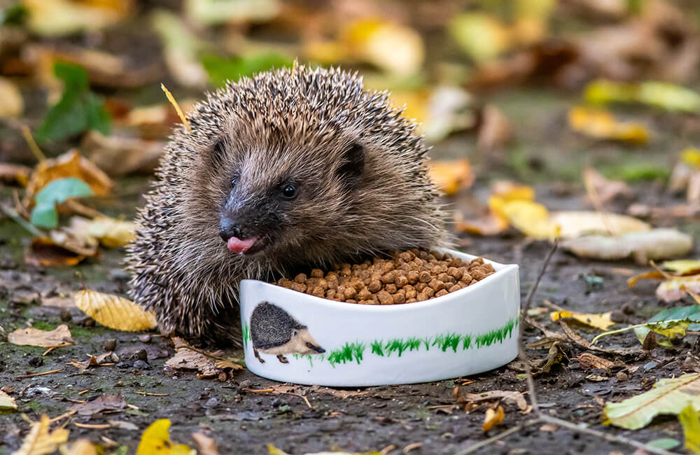 A hedgehog eating CJ Hedgehog food