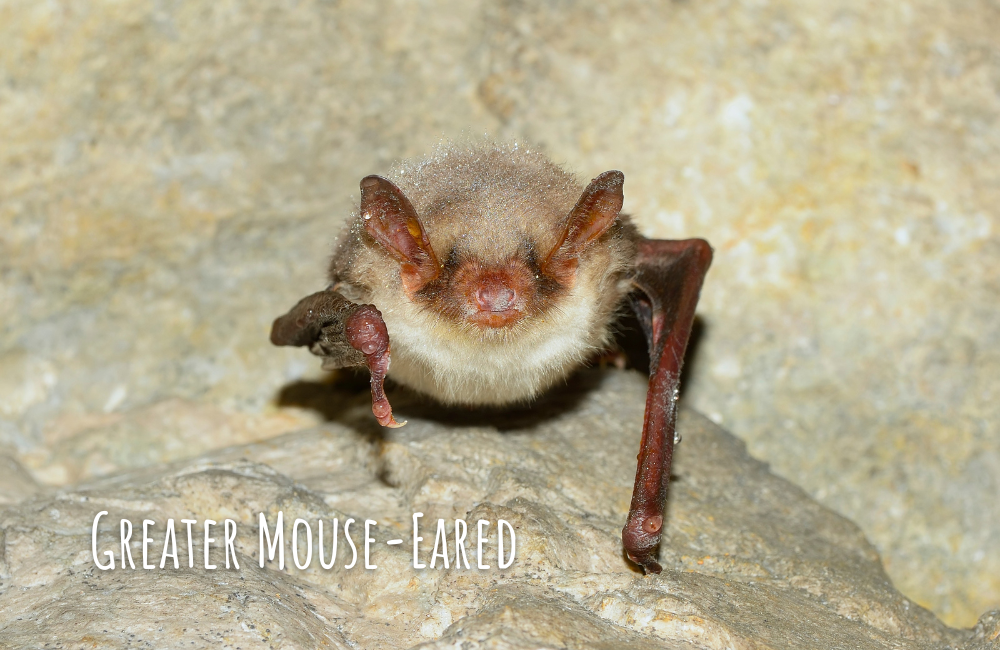 Greater mouse-eared bat