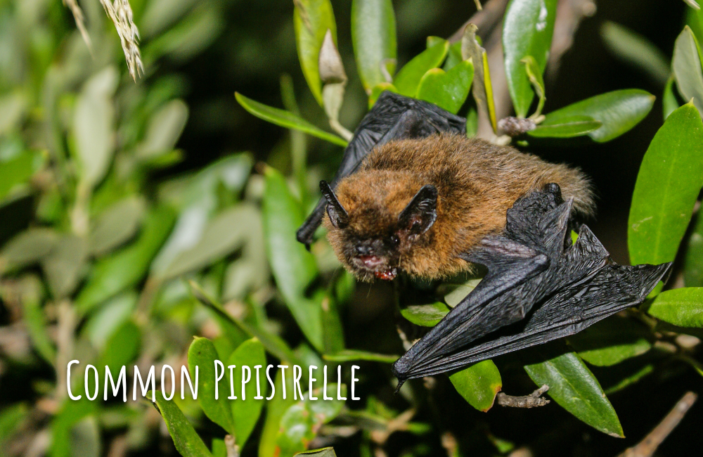 Common Pipistrelle (bat)