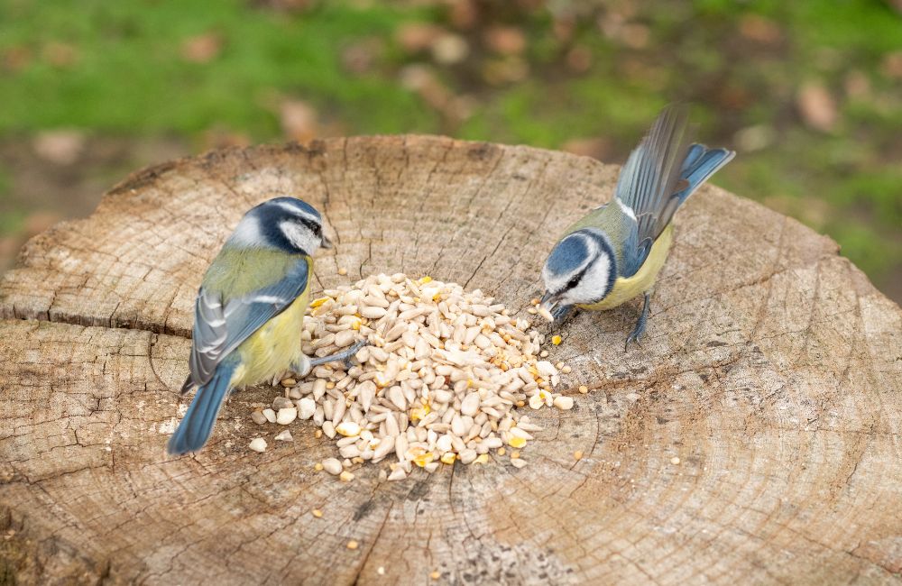 Two blue tits eating bird seeds from a tree trunk.