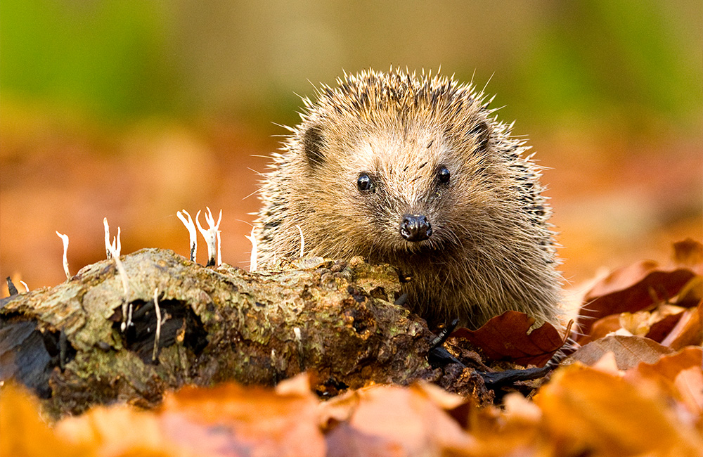 A hedgehog walking between autumn leaves