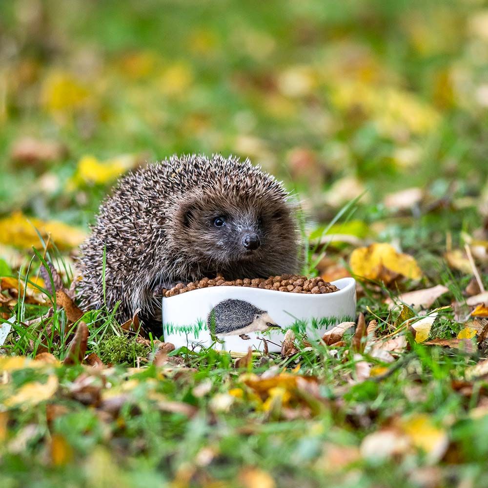 A hedgehog eating CJ hedgehog food