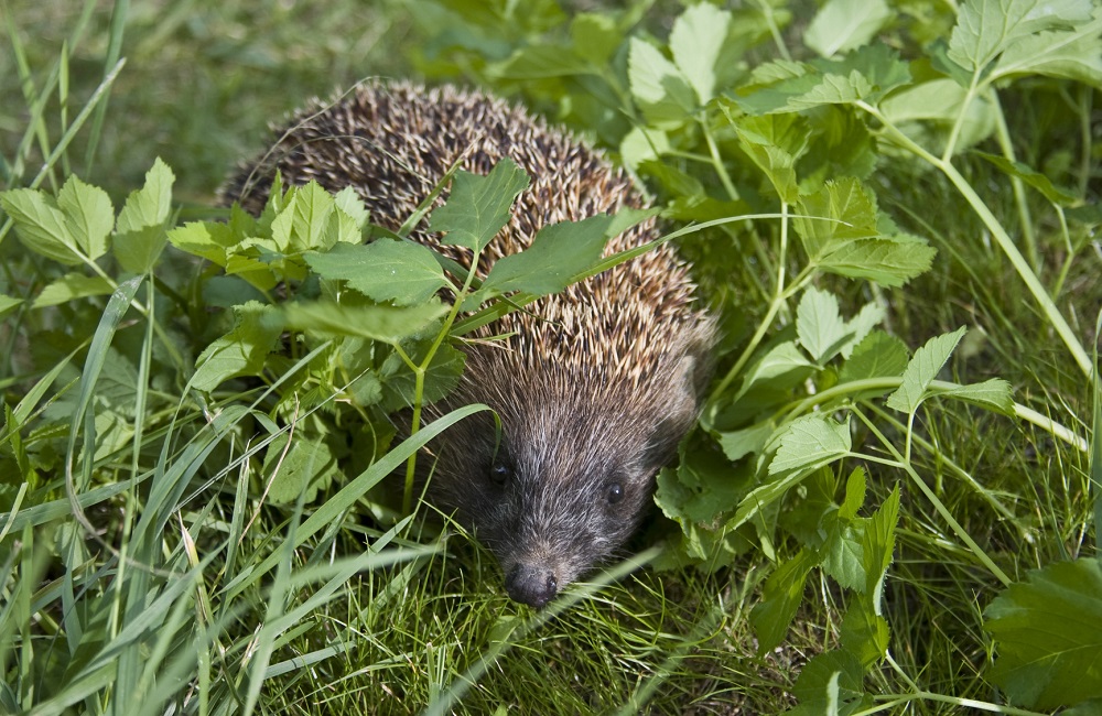 A hedgehog walking on a lawn